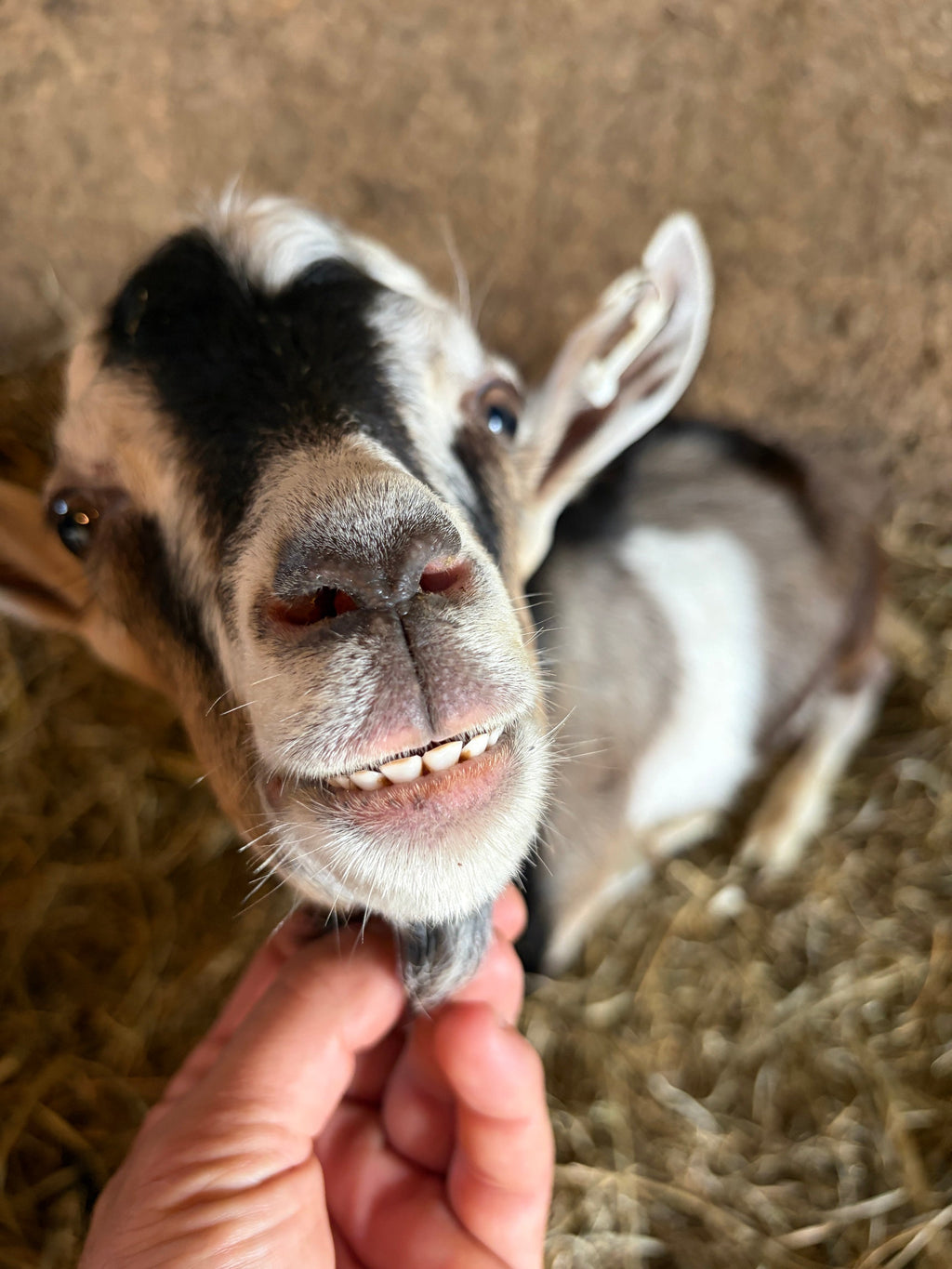 Goat at Foxstone Farm