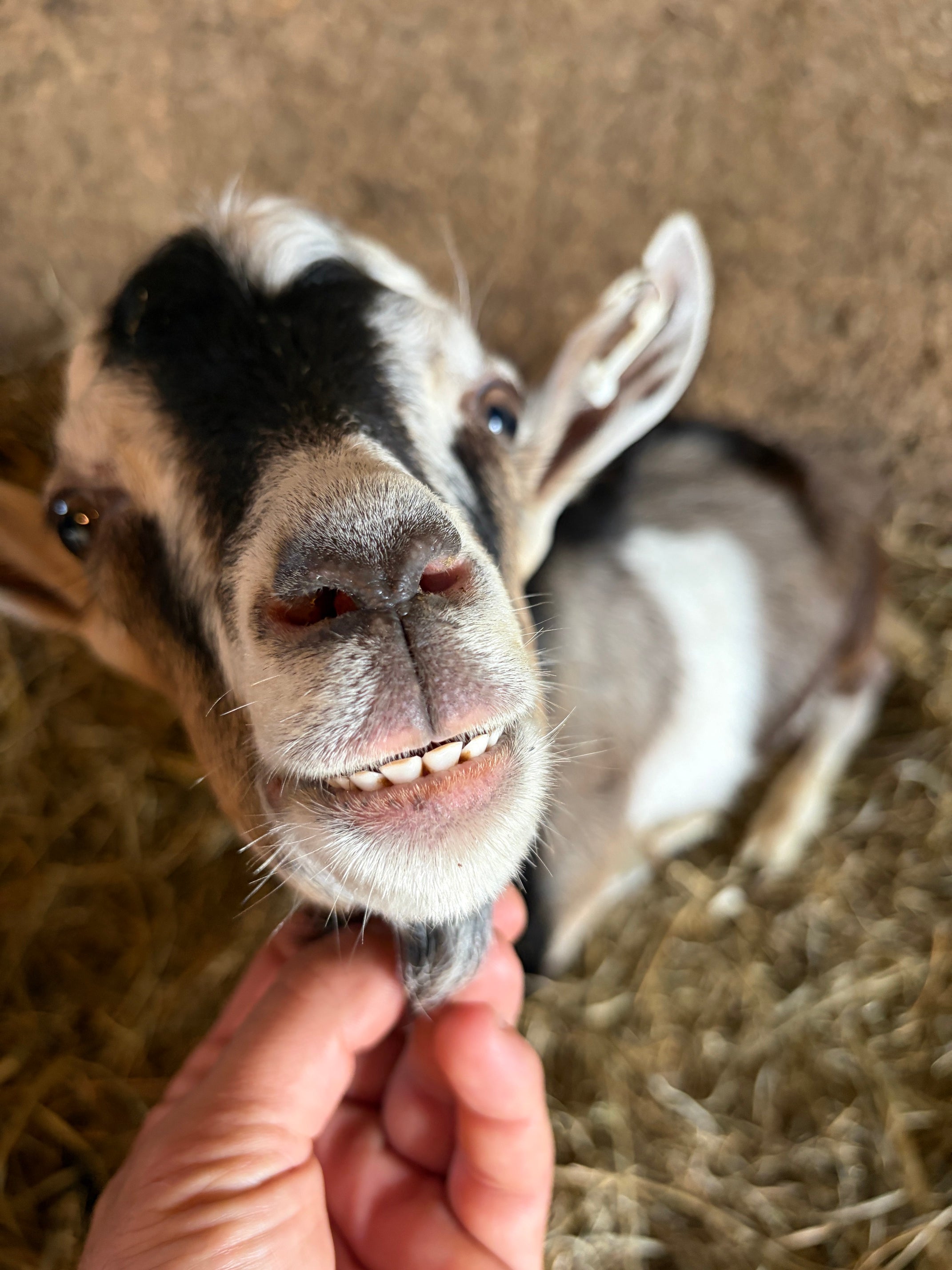 Goat at Foxstone Farm