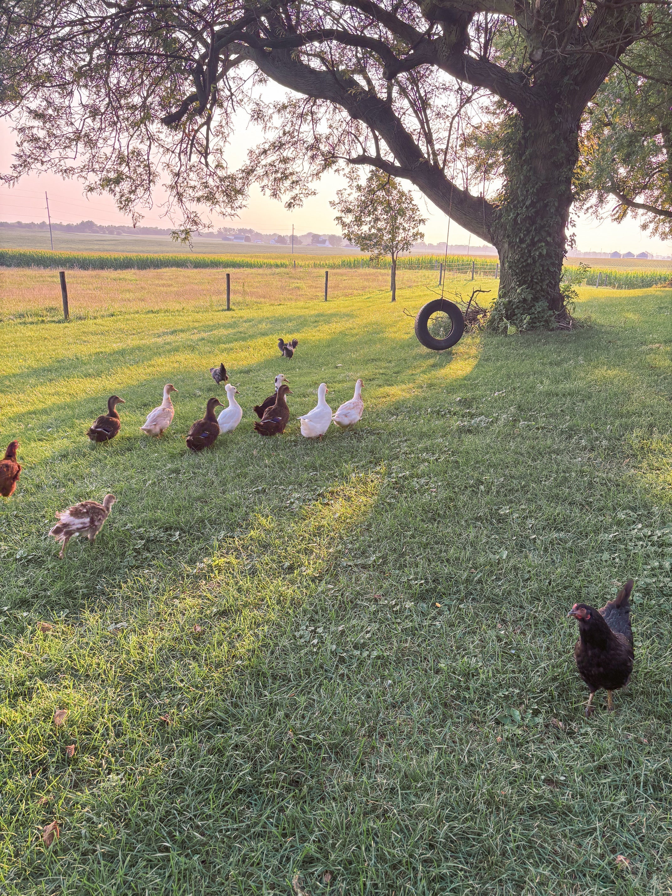 Ducks at Foxstone Farm
