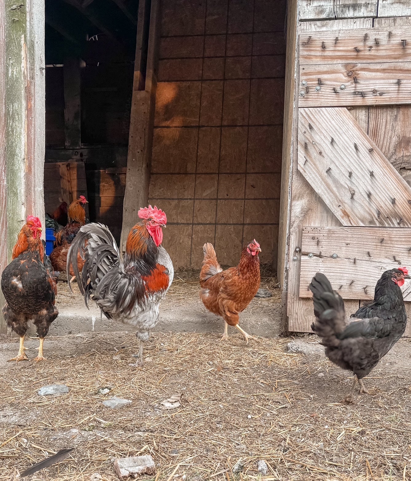 Chicken flock at Foxstone Farm barn