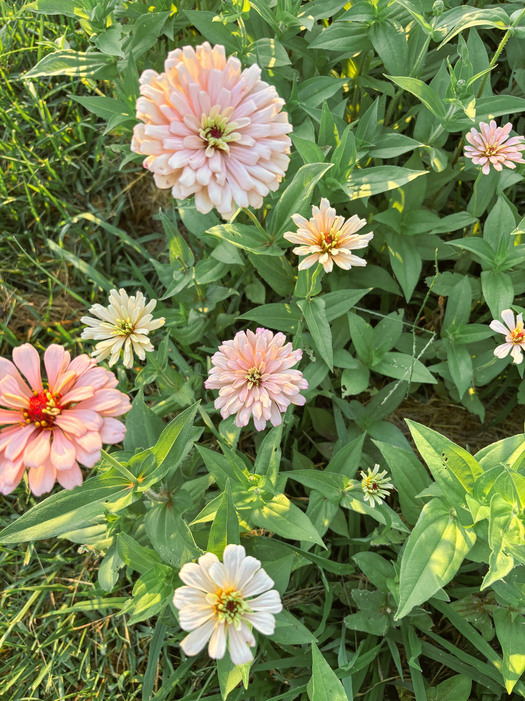 Zinnia flowers at Foxstone Farm