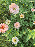 Zinnia flowers at Foxstone Farm