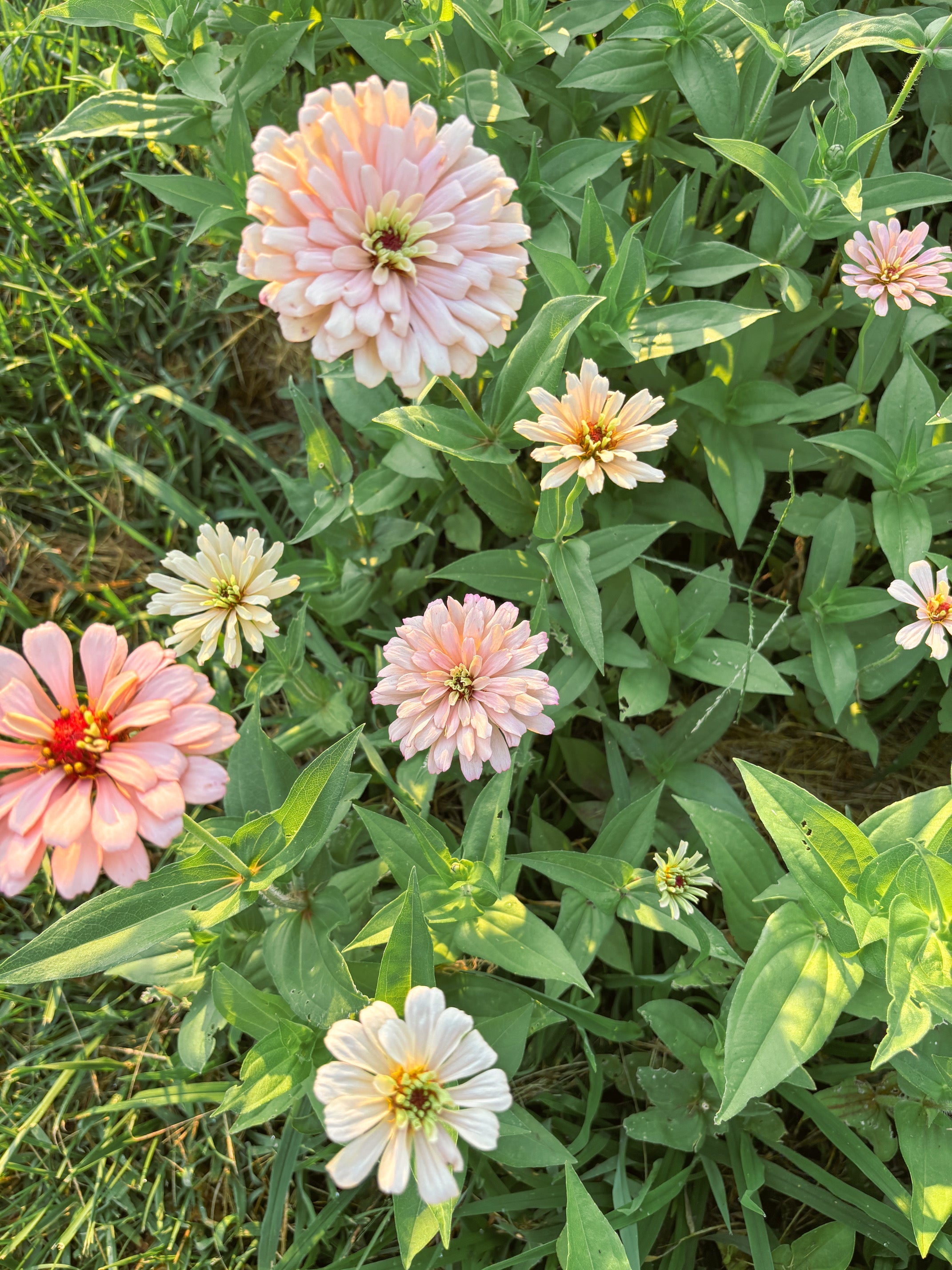 Zinnia flowers at Foxstone Farm