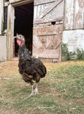 Turkey at Foxstone Farm
