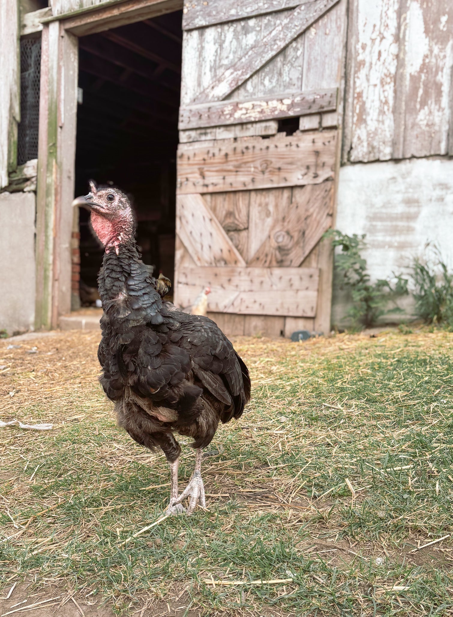 Turkey at Foxstone Farm
