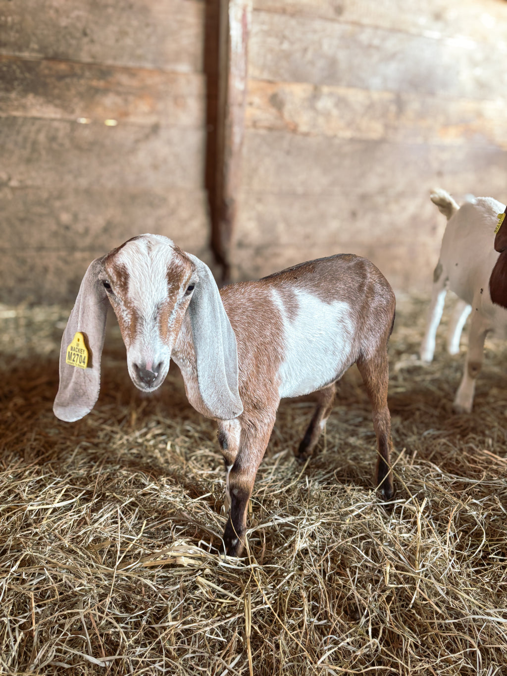 Goat kid at Foxstone Farm