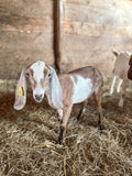 Goat kid at Foxstone Farm