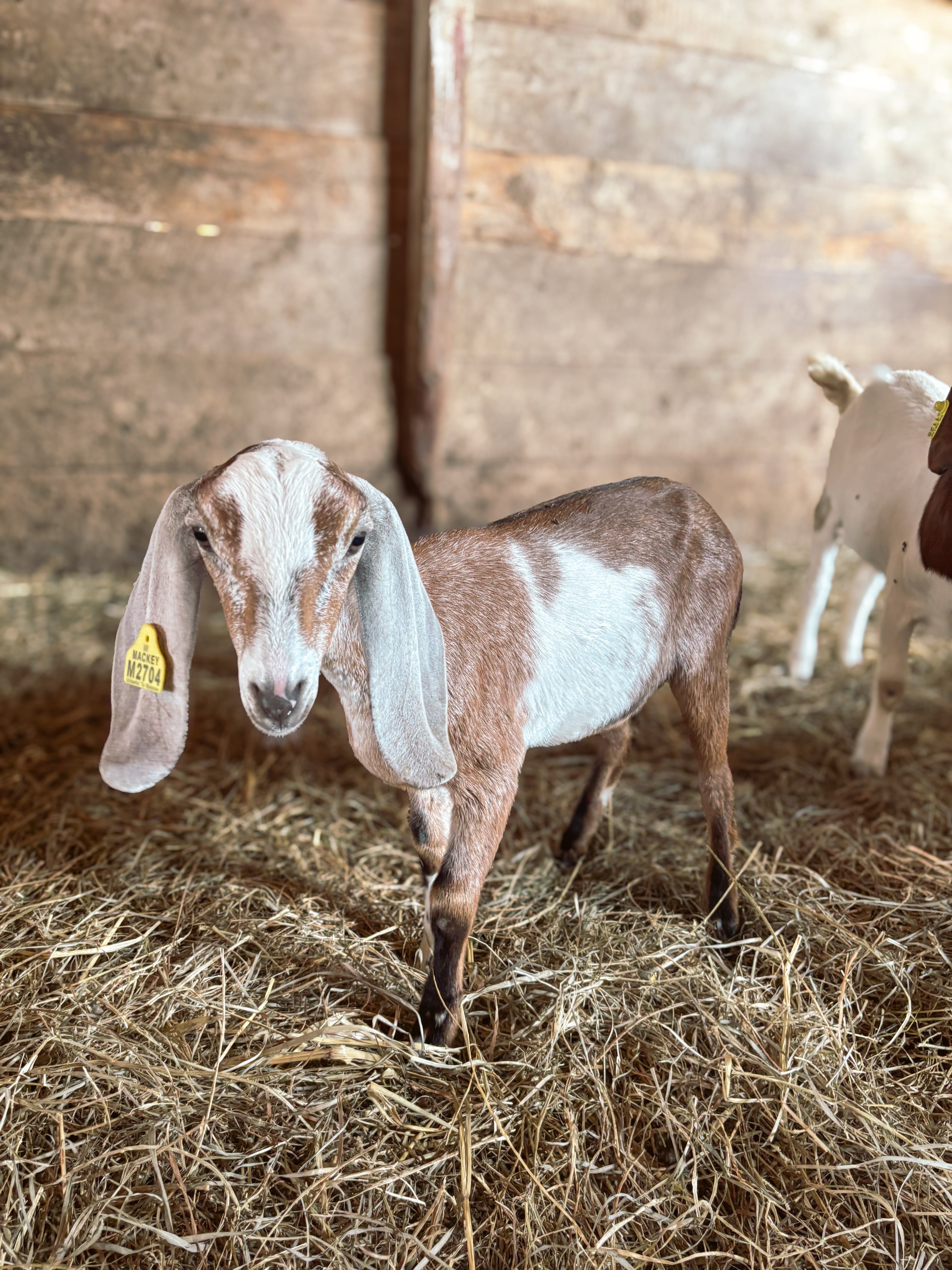 Goat kid at Foxstone Farm