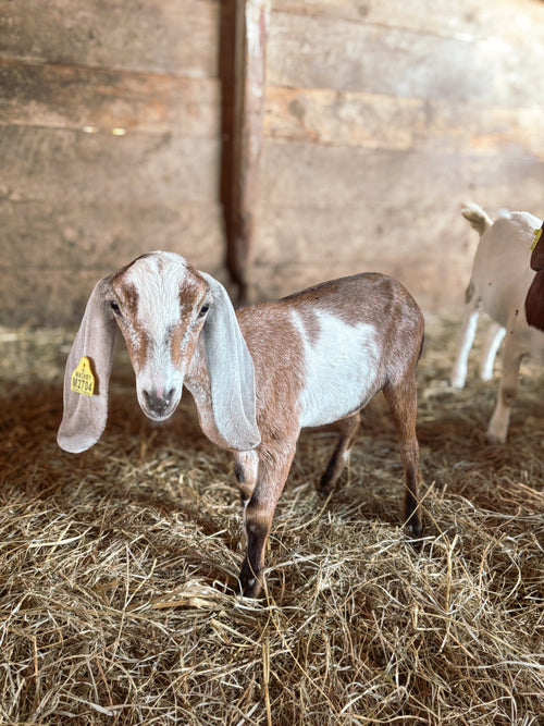 Goat kid at Foxstone Farm