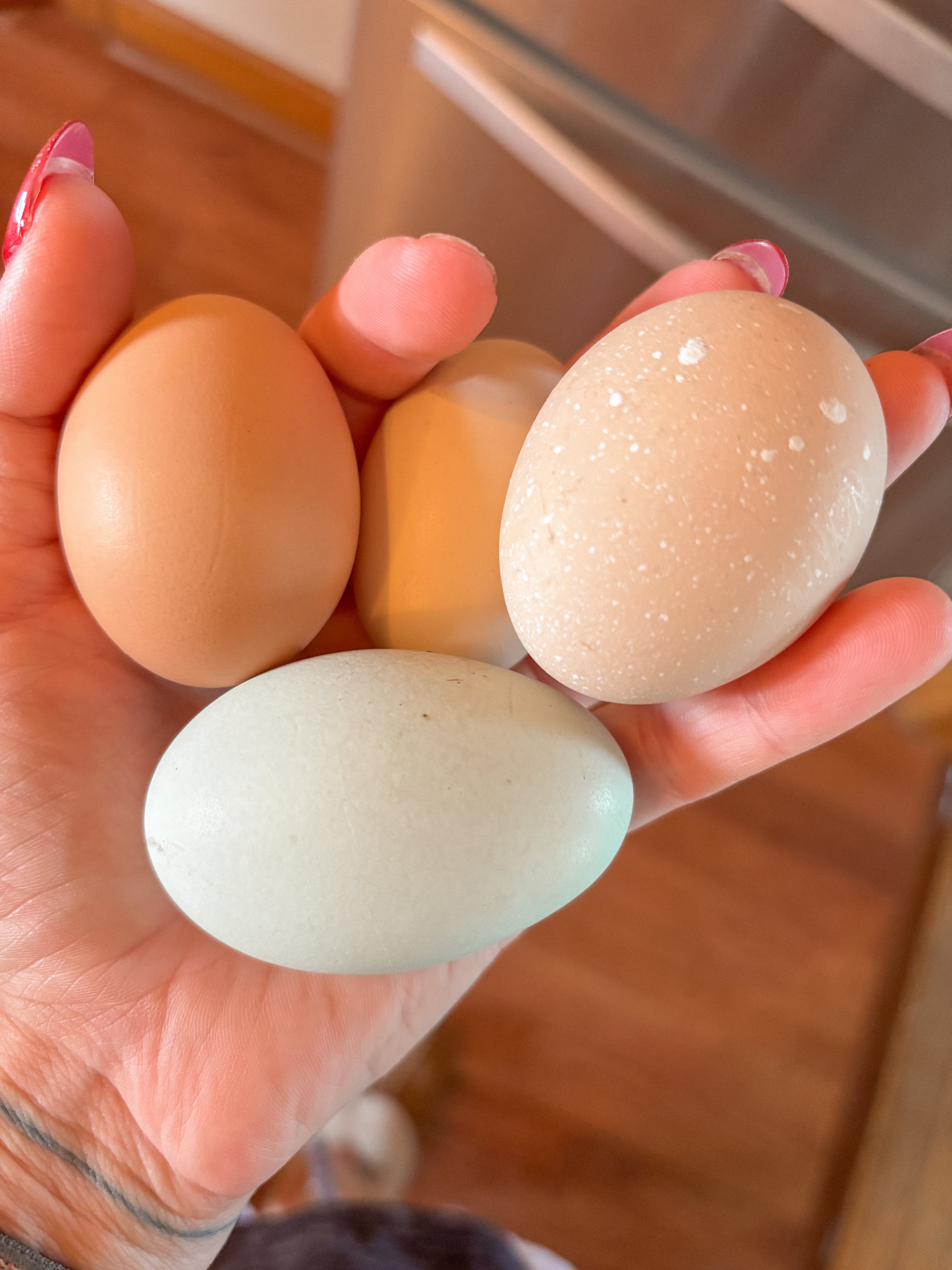 Farm fresh eggs in hand at Foxstone Farm