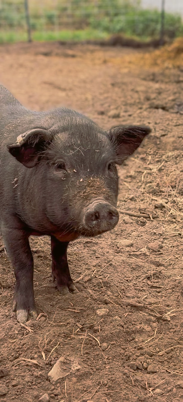 Piglet at Foxstone Farm
