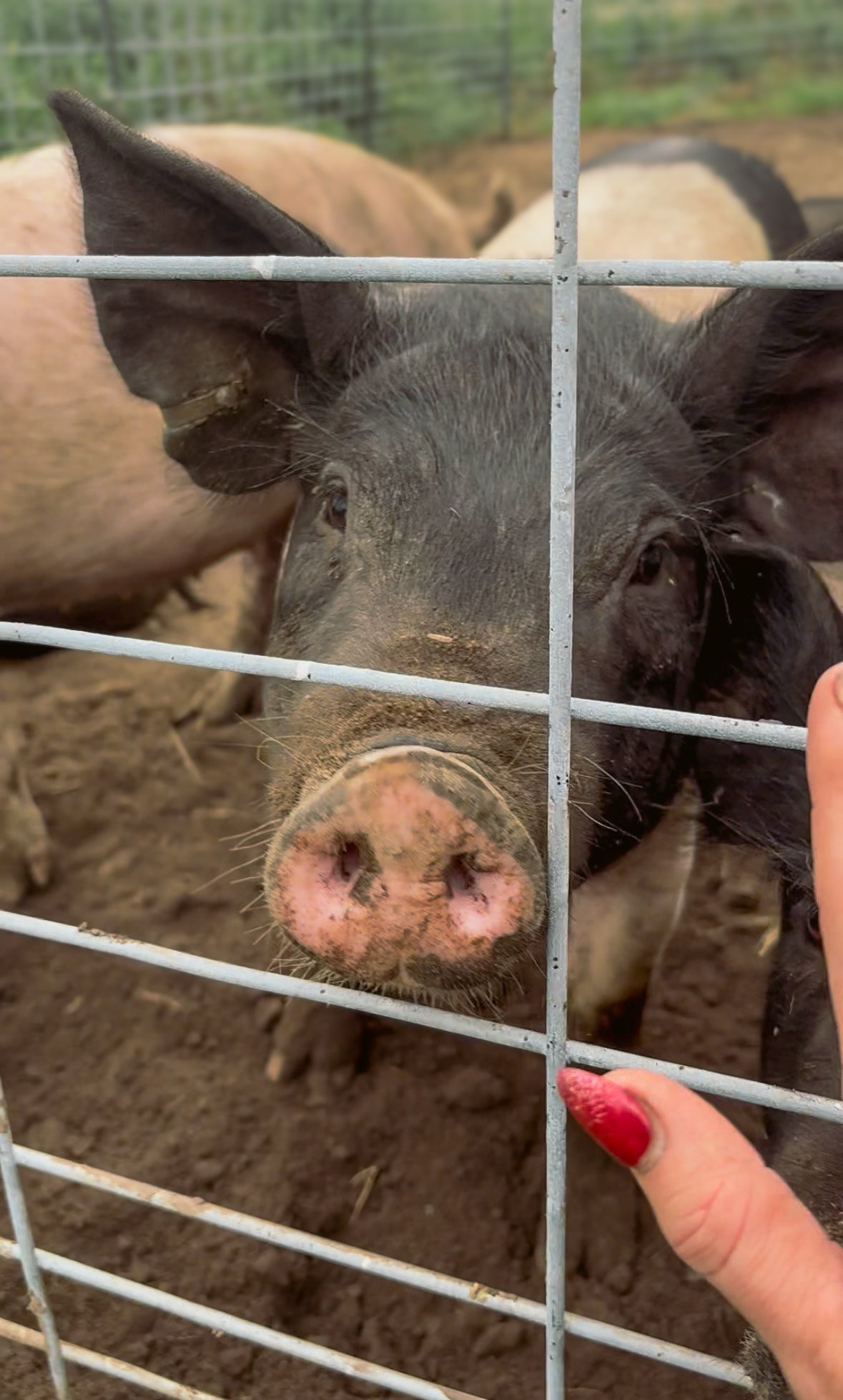 Pig at the fence at Foxstone Farm