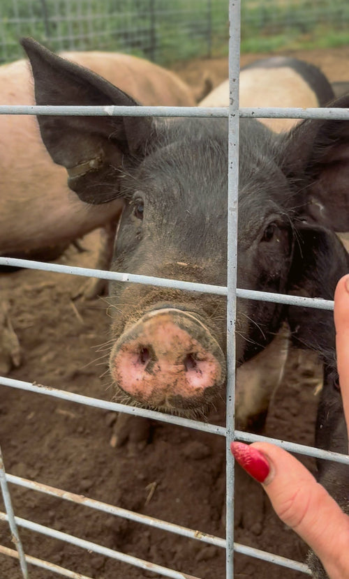Pig at the fence at Foxstone Farm