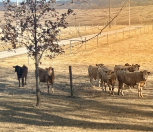 Cattle grazing on pasture at Foxstone Farm